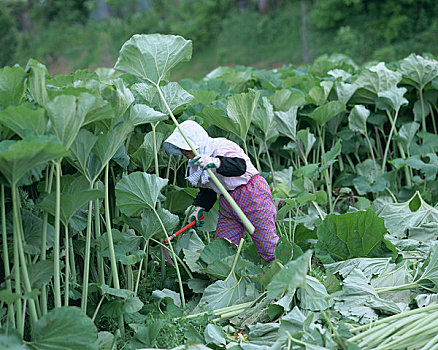 日本人,蜂斗叶属植物,丰收