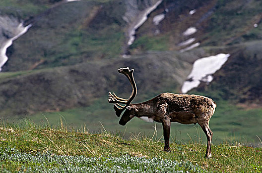 美国,阿拉斯加,德纳里峰国家公园,靠近,中心,北美驯鹿