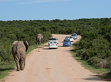 非洲,灌木,大象,非洲象,汽车,土路,阿多大象国家公园,东开普省,南非