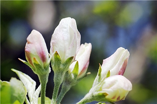 苹果树,花蕾