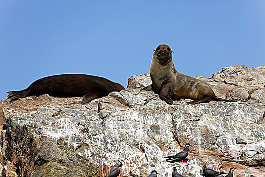 毛海狮,成年,站立,石头,帕拉加斯,国家公园,秘鲁