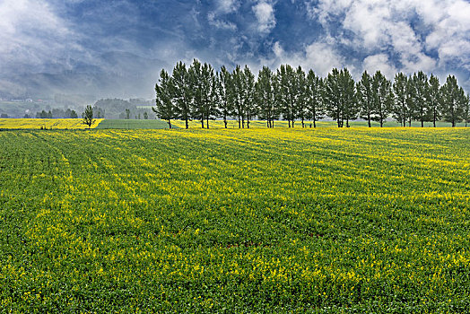 油菜花,油菜花田,黄色花卉,油料花卉