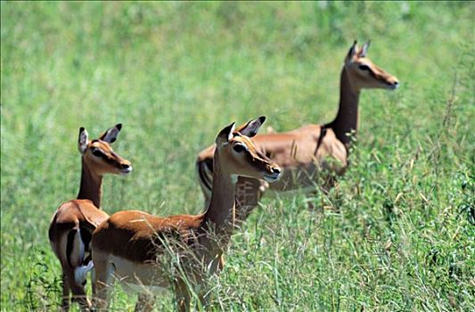 坦桑尼亚,塔兰吉雷国家公园,黑斑羚