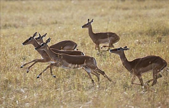 肯尼亚,雌性,黑斑羚,跑,马赛马拉国家保护区