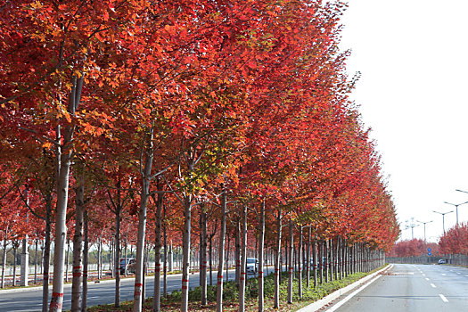 秦皇岛红彤彤的宁海枫林大道