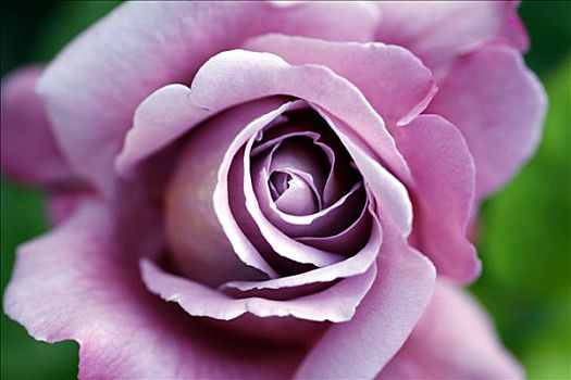 特写,紫罗兰,玫瑰