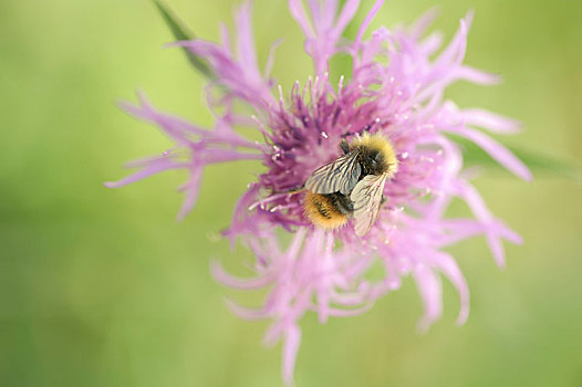 大黄蜂,熊蜂,蓟属植物,花