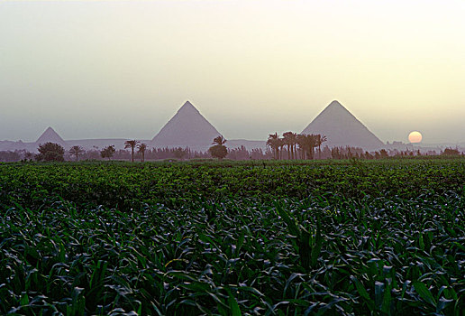 吉萨金字塔,日落,埃及,艺术家