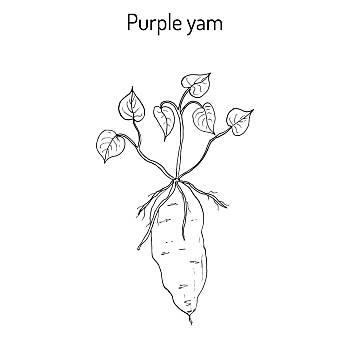植物茎卡通图片图片