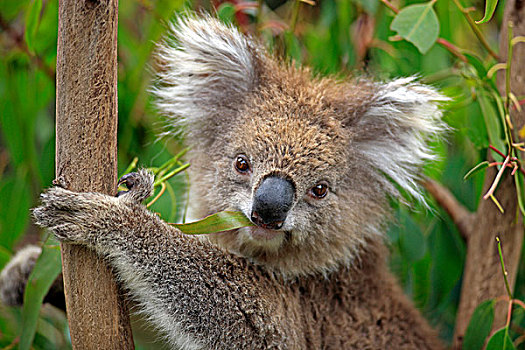 树袋熊,成年,头像,叶子,桉树,树,澳大利亚