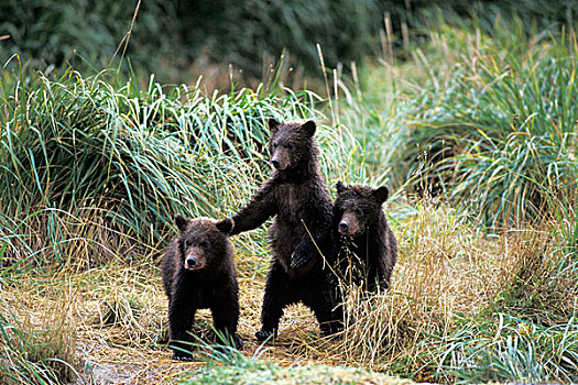 大灰熊,棕熊,幼兽,高,草,卡特麦国家公园,阿拉斯加半岛