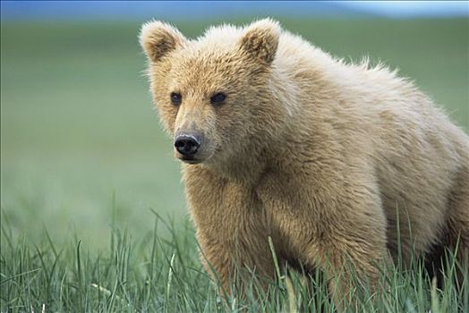 大灰熊,棕熊,女性,肖像,卡特麦国家公园,阿拉斯加