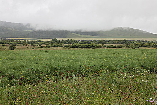 山峦与野生植物