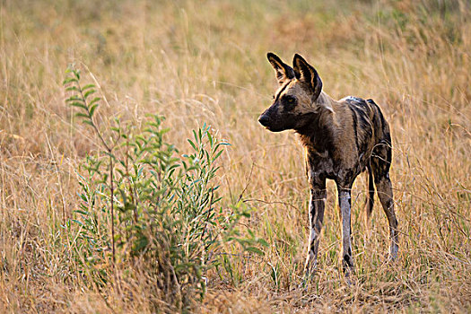 非洲野狗,非洲野犬属,草地,萨维提,湿地,乔贝国家公园,博茨瓦纳