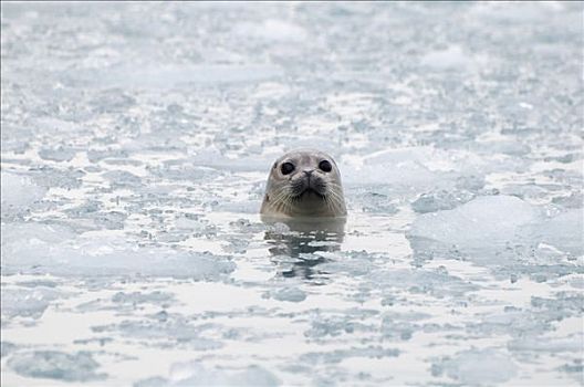 斑海豹,浮冰,哈佛,冰河,威廉王子湾,阿拉斯加,夏天
