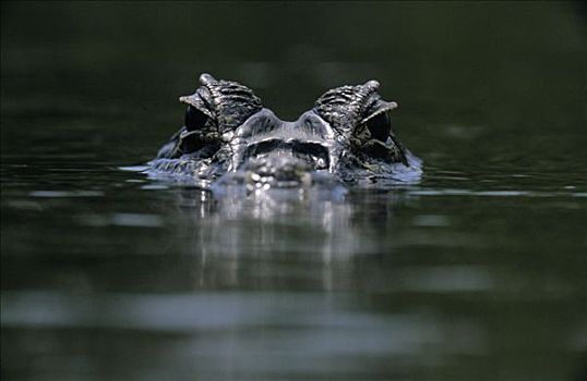宽吻鳄,漂浮,水边,表面,潘塔纳尔生态系统,巴西
