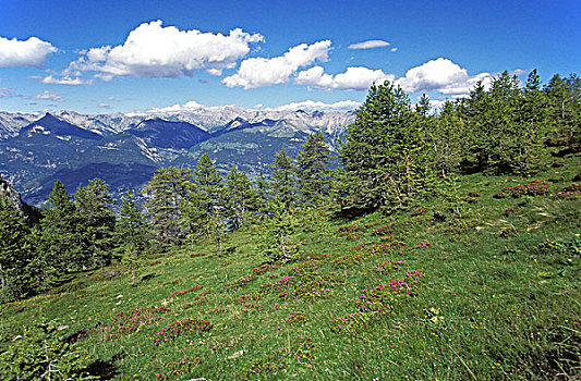 风景,多毛,杜鹃花属植物,阿尔卑斯山