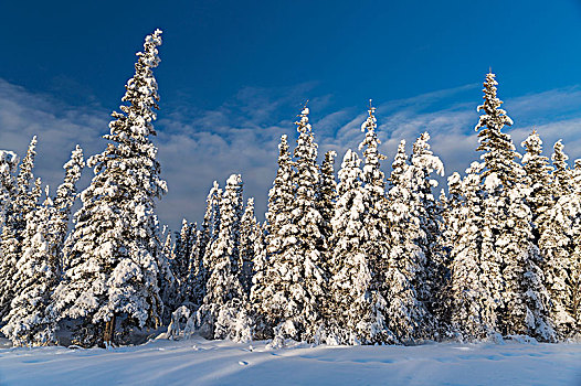 白霜,遮盖,常青树,日落,铜,河谷,阿拉斯加,冬天