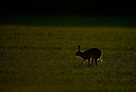 欧洲野兔,成年,跑,地点,逆光,晚间,诺福克,英格兰,英国,欧洲