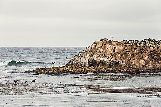 加利福尼亚,海狮,鸬鹚