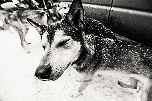 雪橇犬