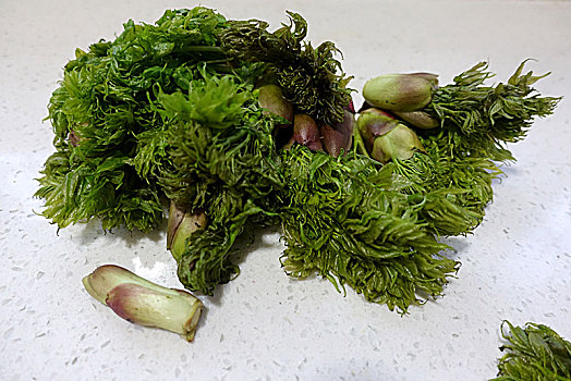山野菜--刺嫩芽