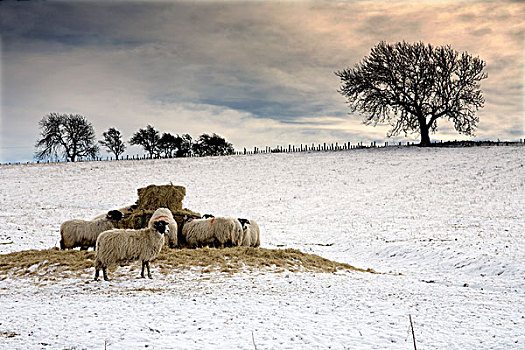 绵羊,雪,诺森伯兰郡,英格兰