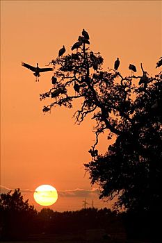 白鹳,群,日落,多尼亚纳国家公园,西班牙