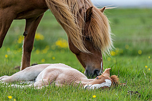 母马,诞生,小马,冰岛,马