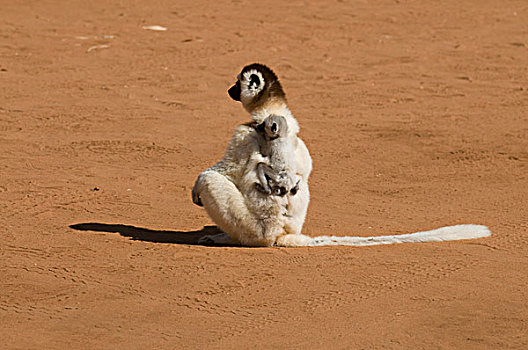 马达加斯加,贝伦提私人保护区,马达加斯加狐猴,维氏冕狐猴,母兽,孩子