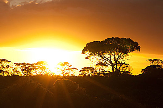 日落,灌木,内陆地区,澳大利亚,大洋洲