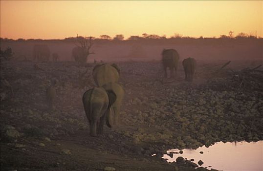 大象,非洲象,黄昏,埃托沙国家公园,纳米比亚