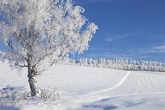 霜冻,树