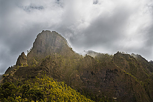 石头,遮盖,松树,火山口,国家公园,帕尔玛,加纳利群岛,西班牙,欧洲