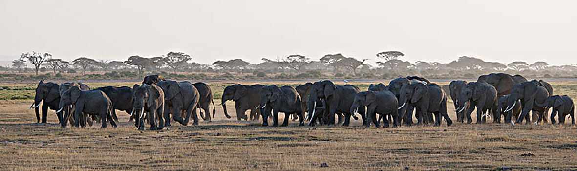 非洲大象030
