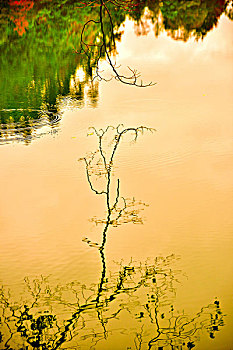 湖泊与树影