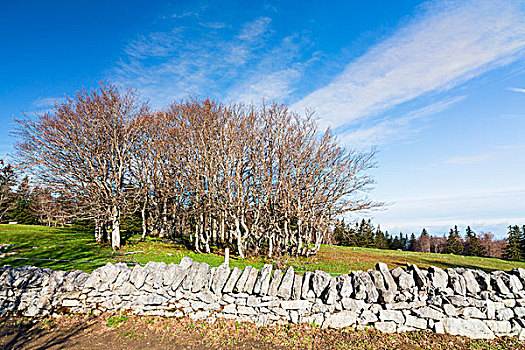 石墙,无叶,山毛榉树,侏罗山,瑞士