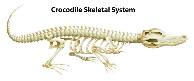 骨骼系统图片
