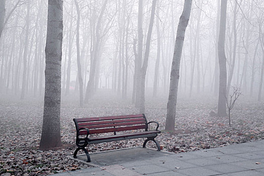 雾,树林,连椅