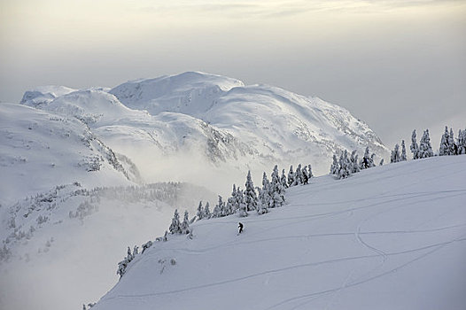 滑雪板玩家,滑雪者,享受,新鲜,积雪,滑雪区,阿拉斯加