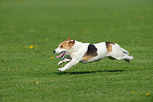 杰克罗素狗,跑,巴伐利亚,德国