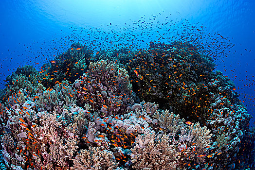 特色,珊瑚礁,繁茂,多样,珊瑚,鱼群,红海,埃及,非洲
