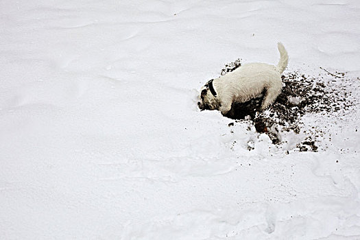 狗,雪中