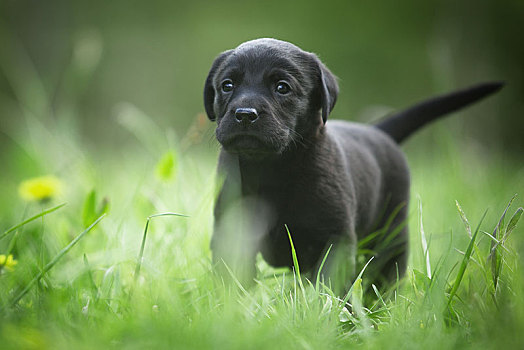 小,黑色拉布拉多犬,小狗,走,草,德国,欧洲