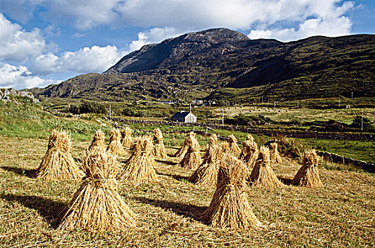 传统,耕作,小麦,爱尔兰
