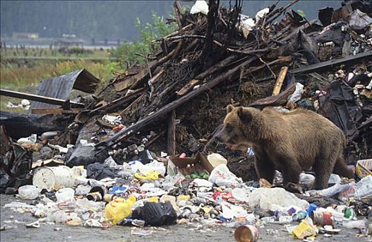大灰熊,棕熊,垃圾掩埋场,阿拉斯加,北美