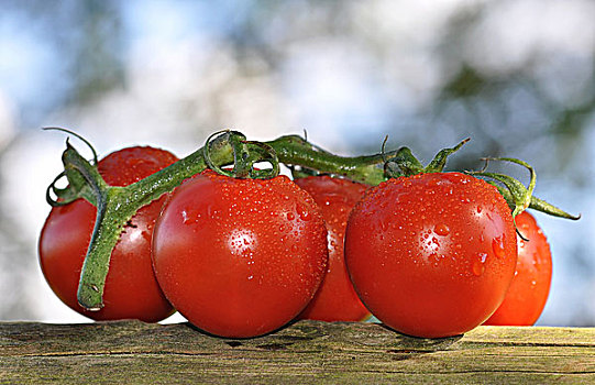 清新,藤,西红柿