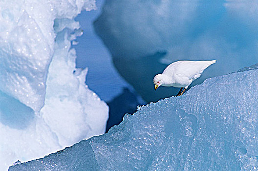 寻找,食物,冰川冰,南极半岛