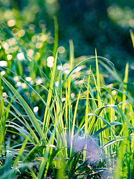 杭州西溪湿地公园的花花草草
