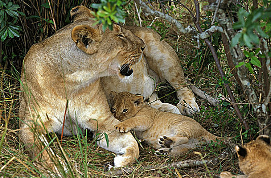 非洲,狮子,大型猫科动物,幼兽,肯尼亚